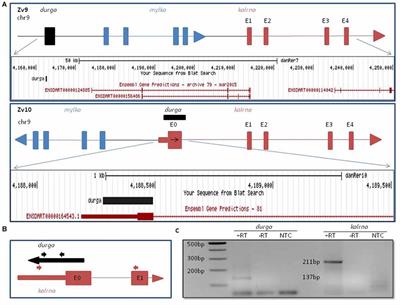 A Novel Long Non-coding RNA, durga Modulates Dendrite Density and Expression of kalirin in Zebrafish